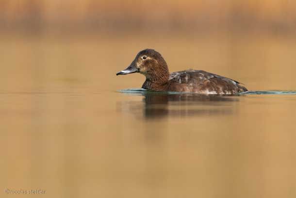 Female pochard photographed from the floating hide II.