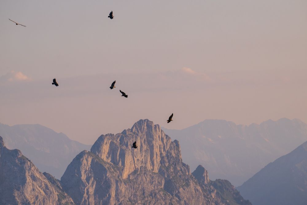 Eine Gruppe Gänsegeier kreist über den Bergen im Berner Oberland.