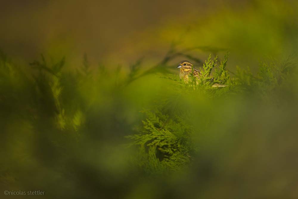 Ein Zaunammer-Weibchen sitzt in einer Hecke.