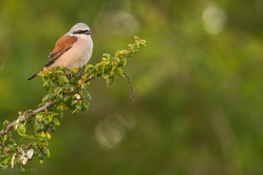 A red-backed shrike during sunset.