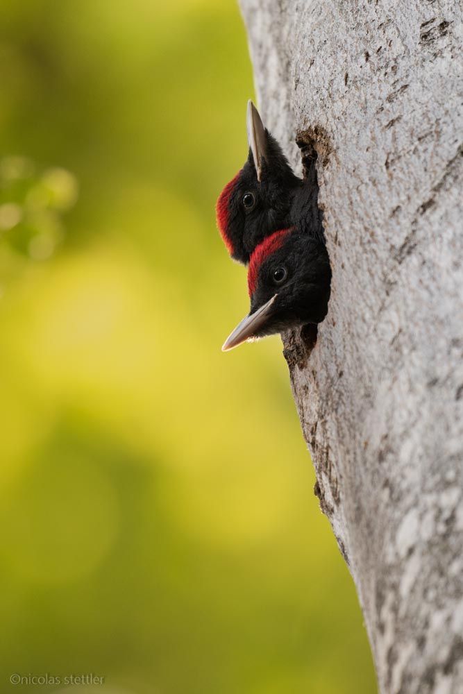 Young black woodpeckers looking out of their nest cave.