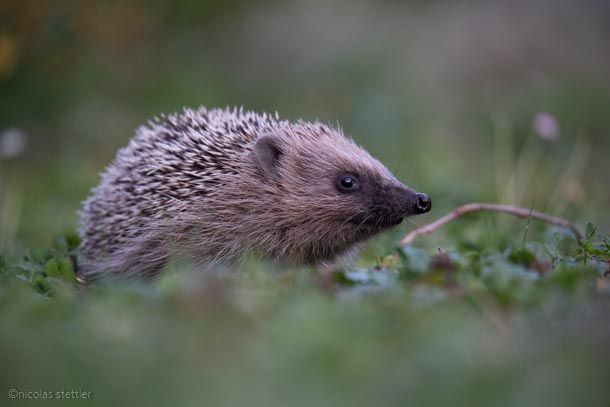 The cropped image of the hedgehog