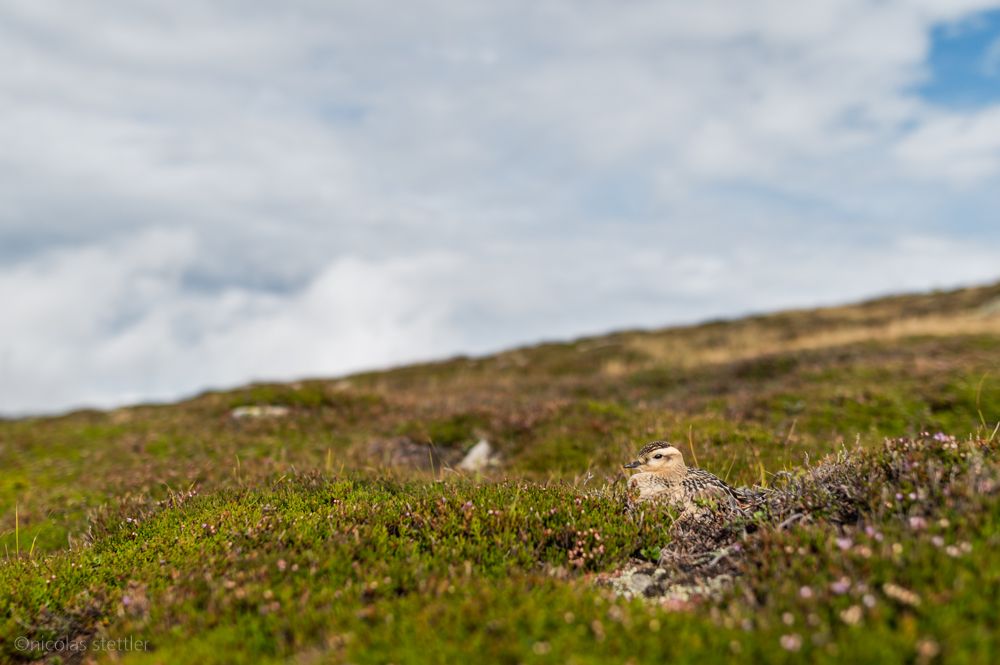Ein Mornellregenpfeifer ruht sich auf einer Bergmatte aus.