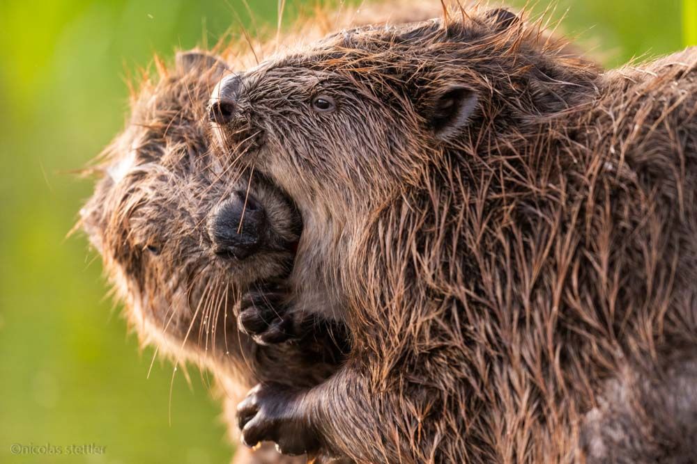 Two beavers grooming each other.