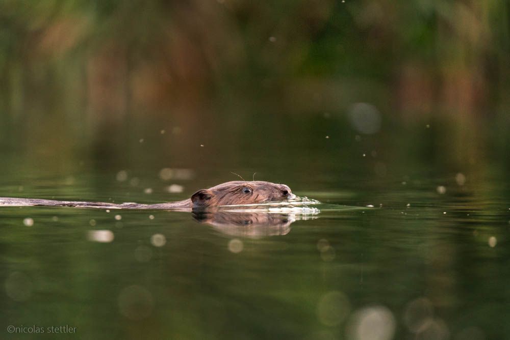 A beaver swimming on a warm evening.