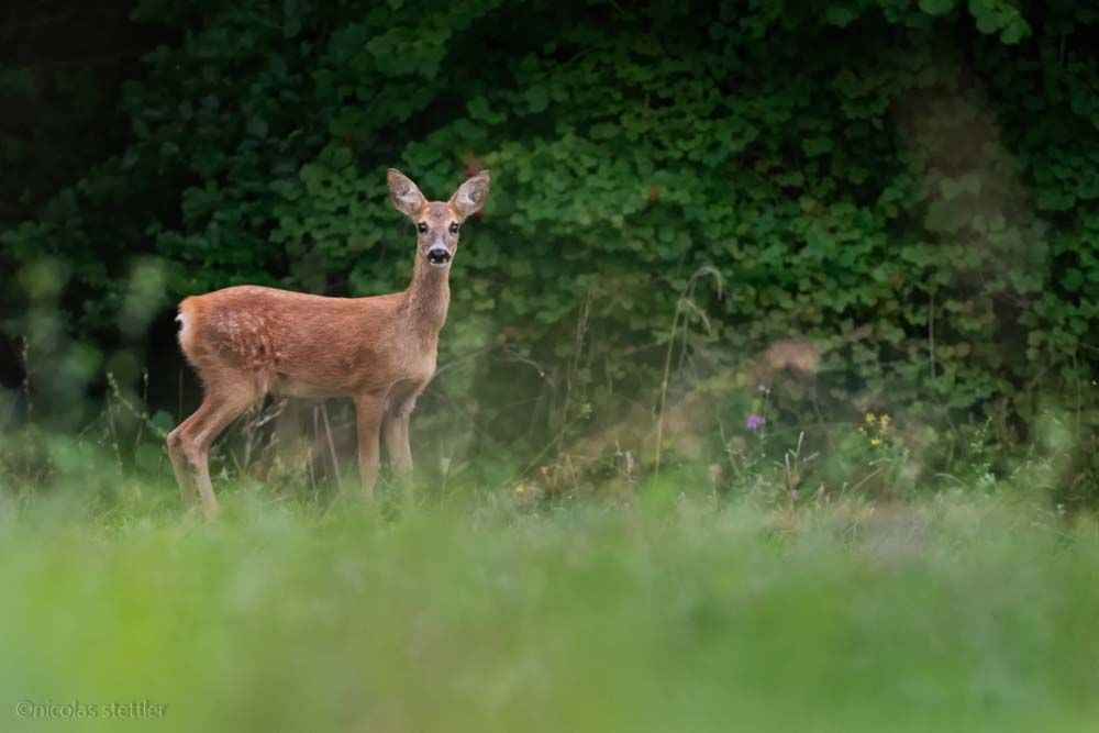 A young roe deer.