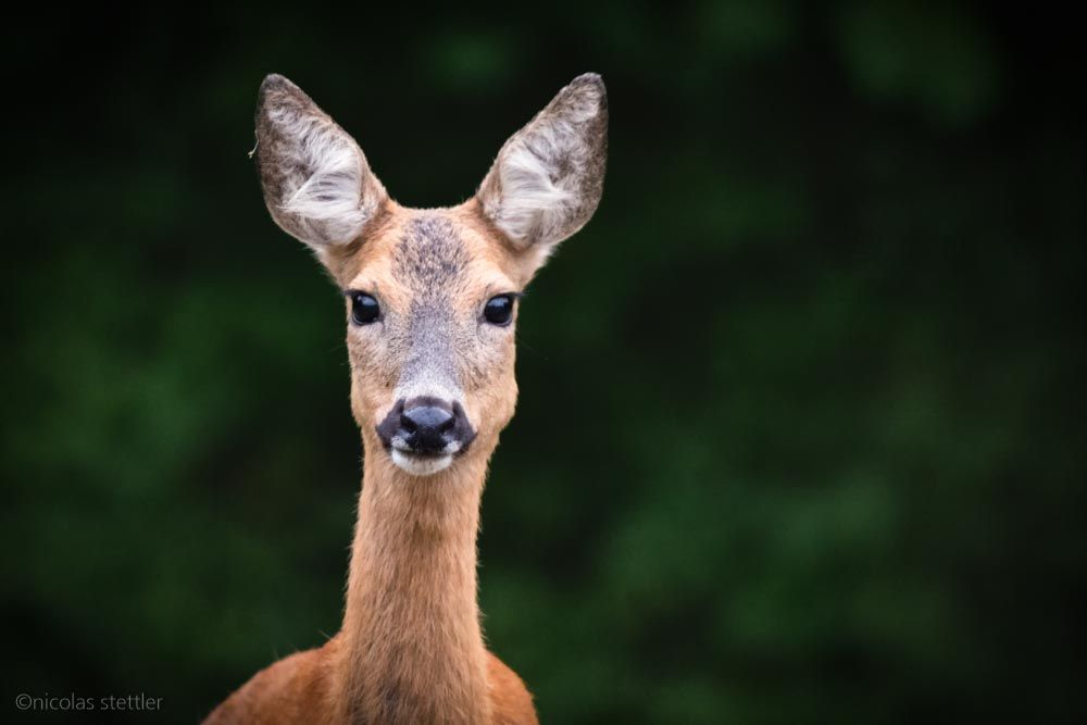 A portrait of a roe deer.