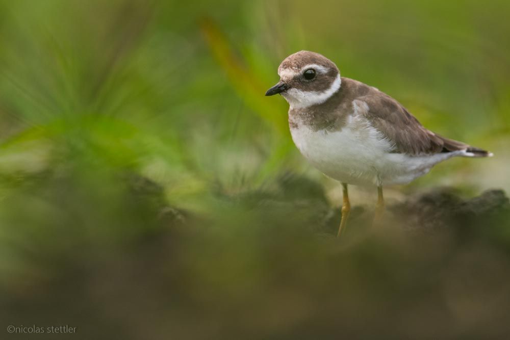A ringed plover photographed with a fast aperture to blur the background.