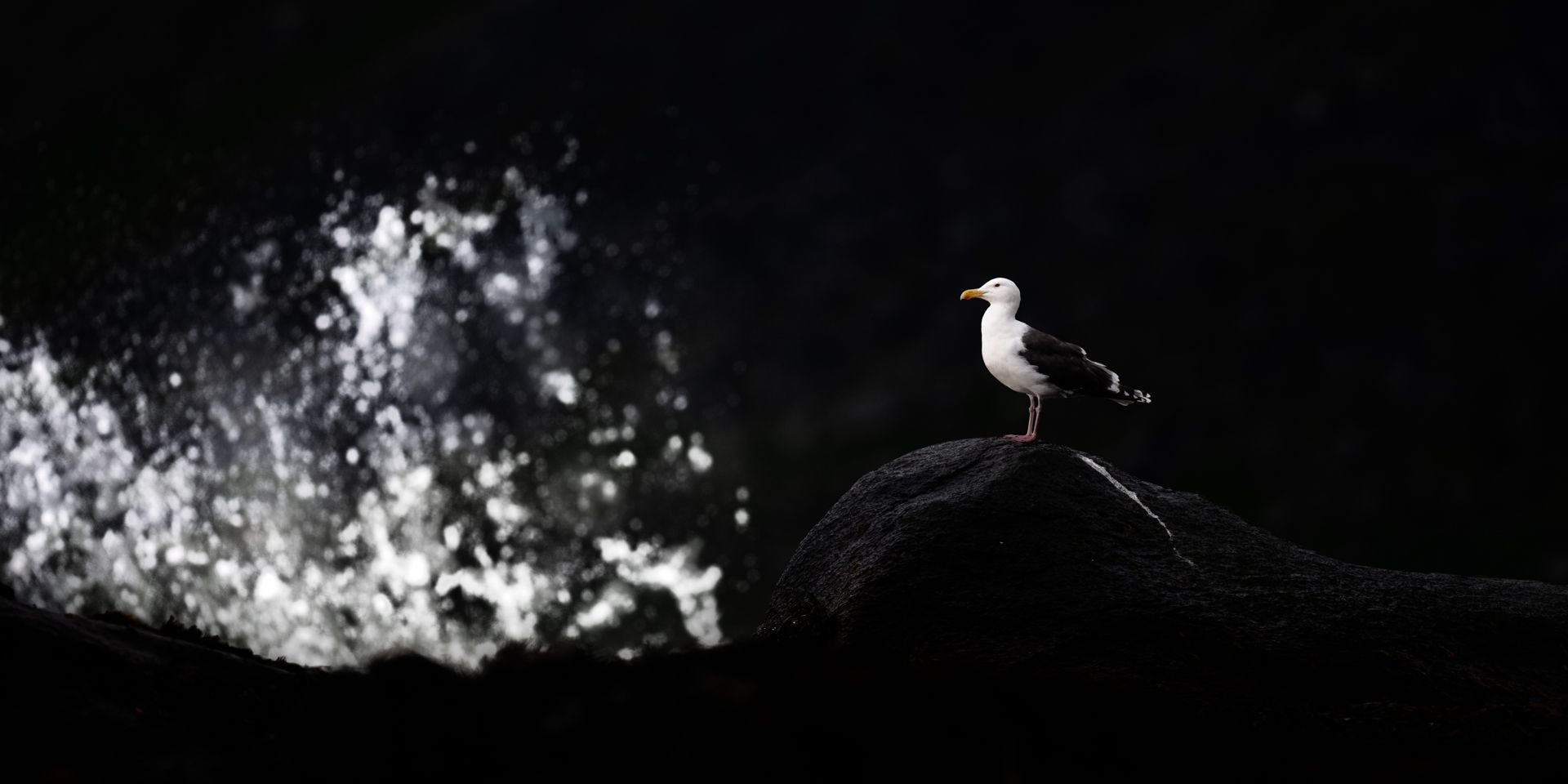 Birds photographed by wildlife photographer Nicolas Stettler.