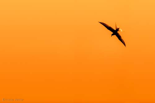 Flussseeschwalben Workshop 3