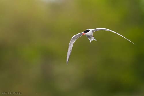 Flussseeschwalben Workshop 4