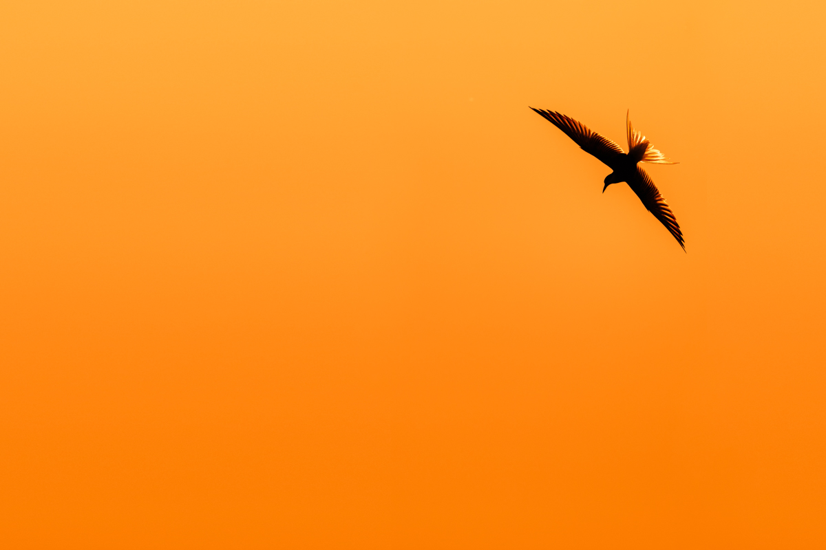 Flussseeschwalben im Gegenlicht fotografieren