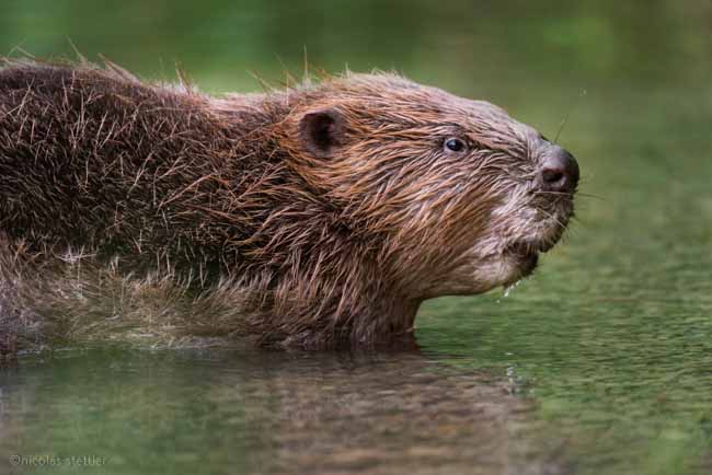 Biber steigt aus dem Wasser