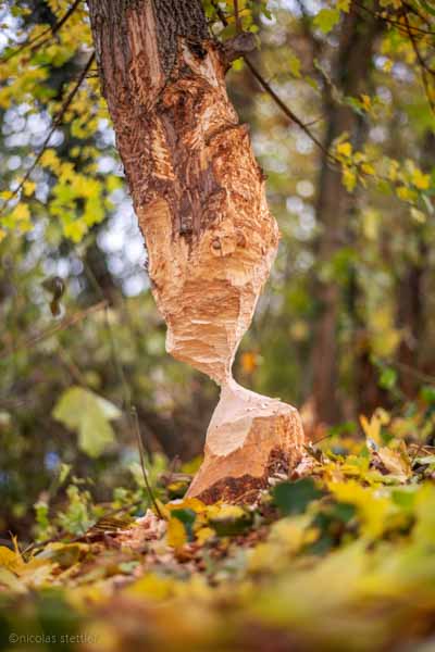 Vom Biber angenagter Baum