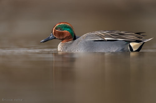 Male Common Teal