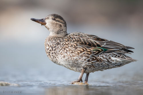 Female Common Teal