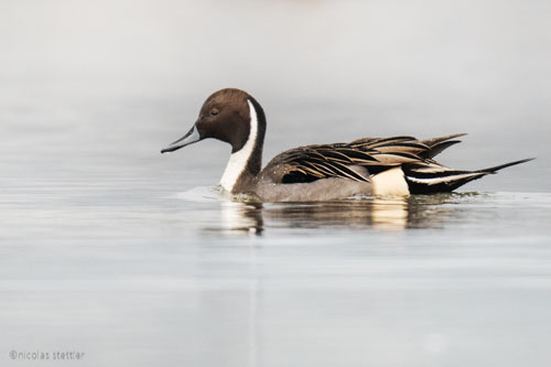 Male Pintail