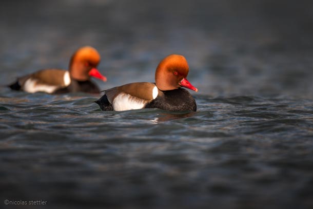 Two male Red-crested pochards