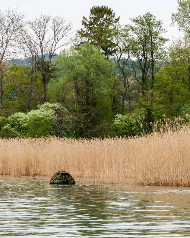 Using a Floating Hide from MrJan Gear for photographing grebes.