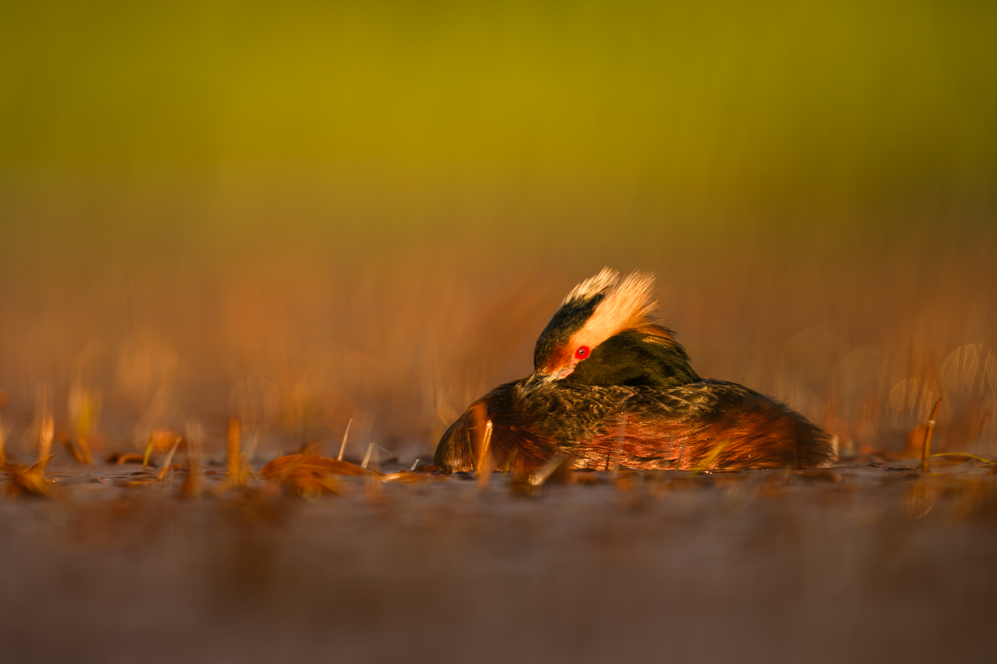 Nordnorwegen ist mit seiner eindrücklichen Landschaft, der fantastischen Tierwelt und dem stundenlangen goldenen Licht ideal für jede Naturfotografin und jeden Naturfotografen. Auch diesen Sommer hatte ich wieder das Glück, dort einige Wochen mit einer Reisegruppe verbringen zu dürfen.
