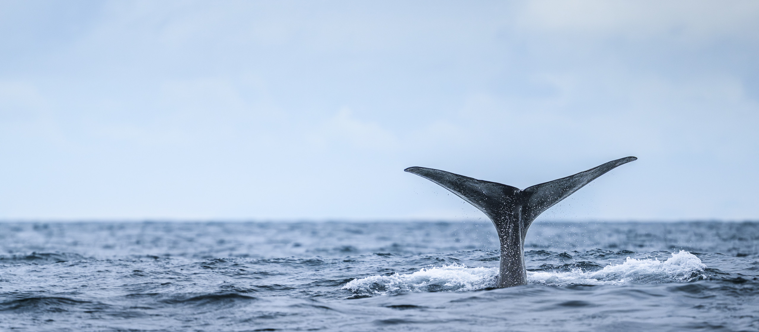 Nordnorwegen ist mit seiner eindrücklichen Landschaft, der fantastischen Tierwelt und dem stundenlangen goldenen Licht ideal für jede Naturfotografin und jeden Naturfotografen. Auch diesen Sommer hatte ich wieder das Glück, dort einige Wochen mit einer Reisegruppe verbringen zu dürfen.