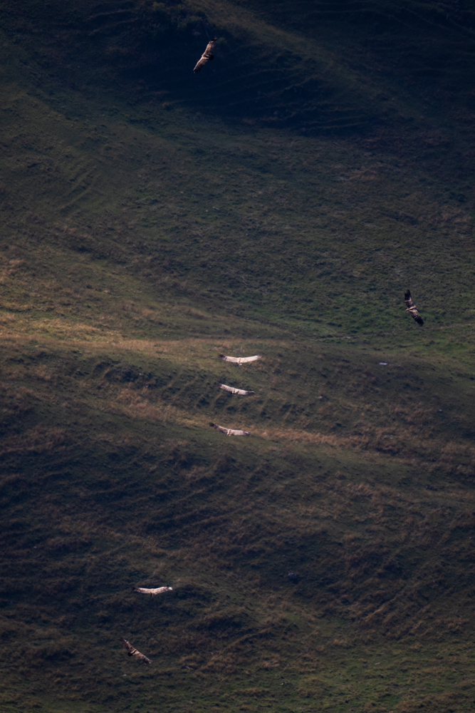 Gänsegeier in den Schweizer Alpen