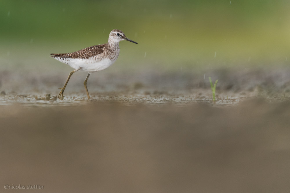 Bruchwasserläufer sucht am Zicksee nach Nahrung