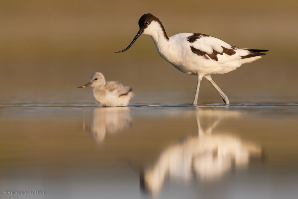 Säbelschnäbler mit Jungem am Zicksee