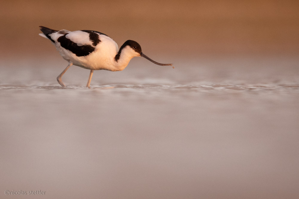 Säbelschnäbler bei Sonnenuntergang am Zicksee
