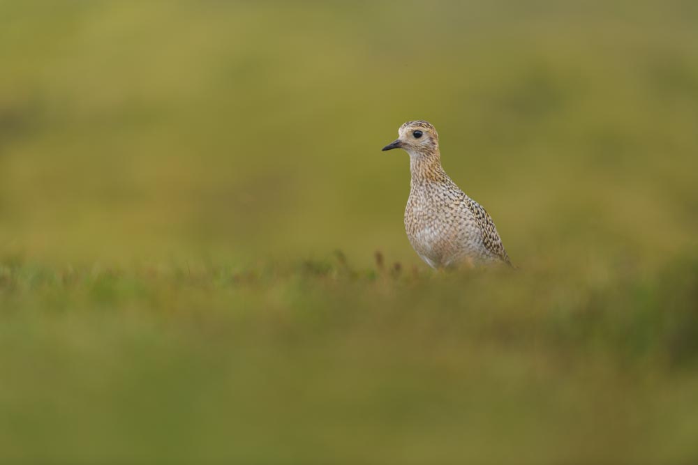 Ein juveniler Goldregenpfeifer bei der Rast auf einer Bergkuppe.