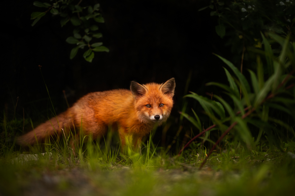 Ein weitwinkliges Foto von einem jungen neugierigen Rotfuchs.