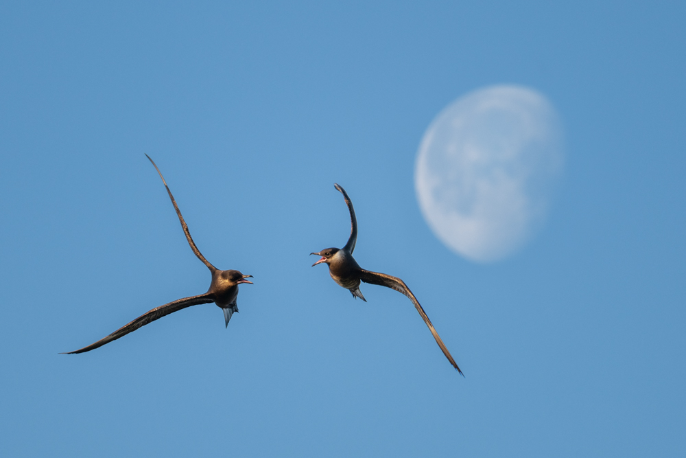 Zwei kämpfende Schmarotzerraubmöwen vor dem Mond.