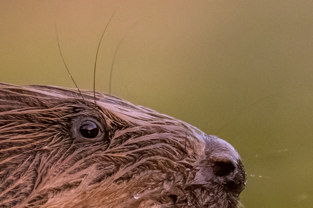 Knöpfe und Fokus- und Zoomring des Nikon Z 800mm f/6.3.