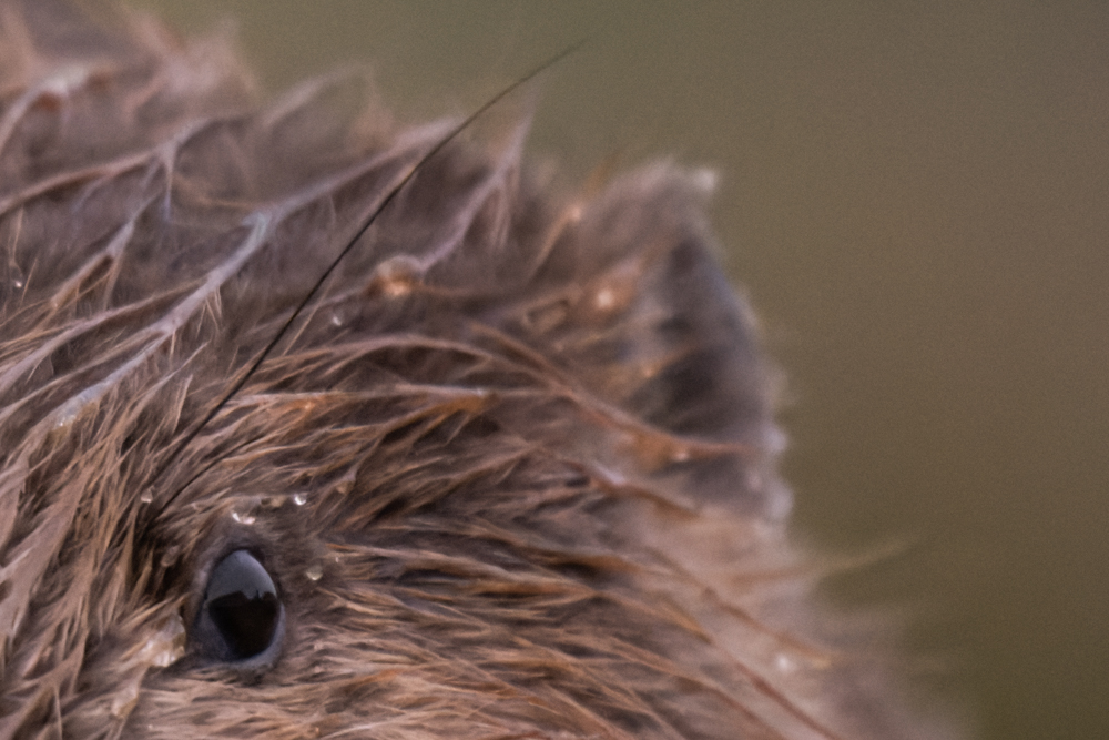 Knöpfe und Fokus- und Zoomring des Nikon Z 800mm f/6.3.