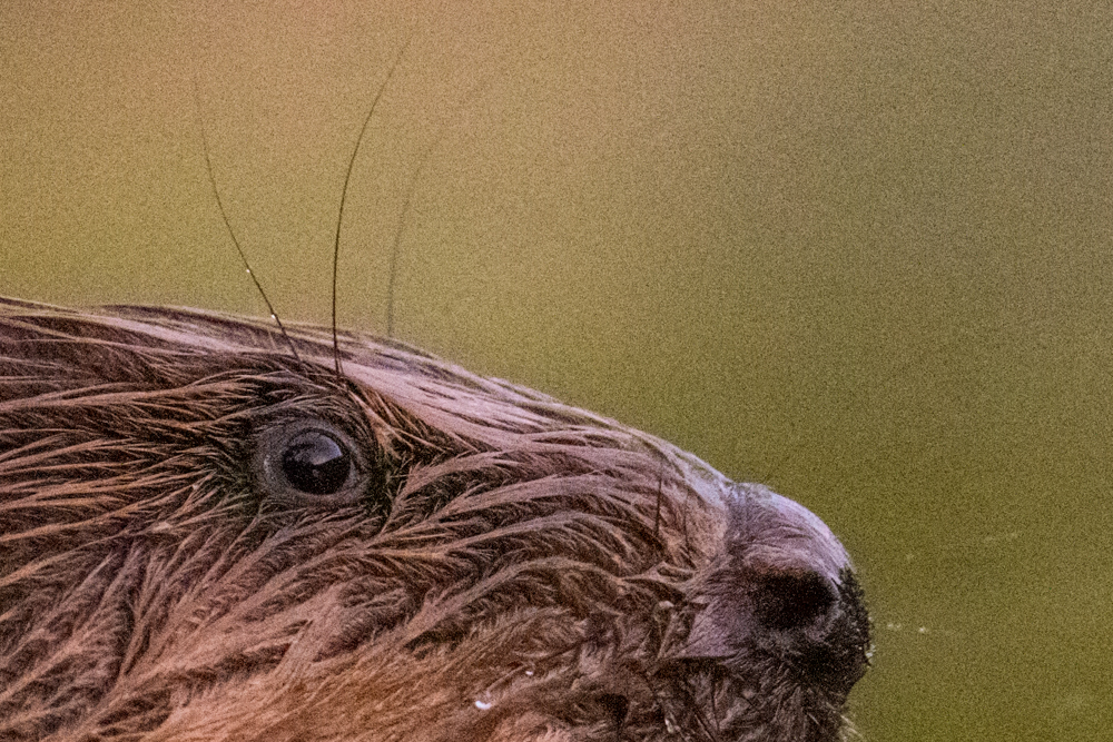 Knöpfe und Fokus- und Zoomring des Nikon Z 800mm f/6.3.