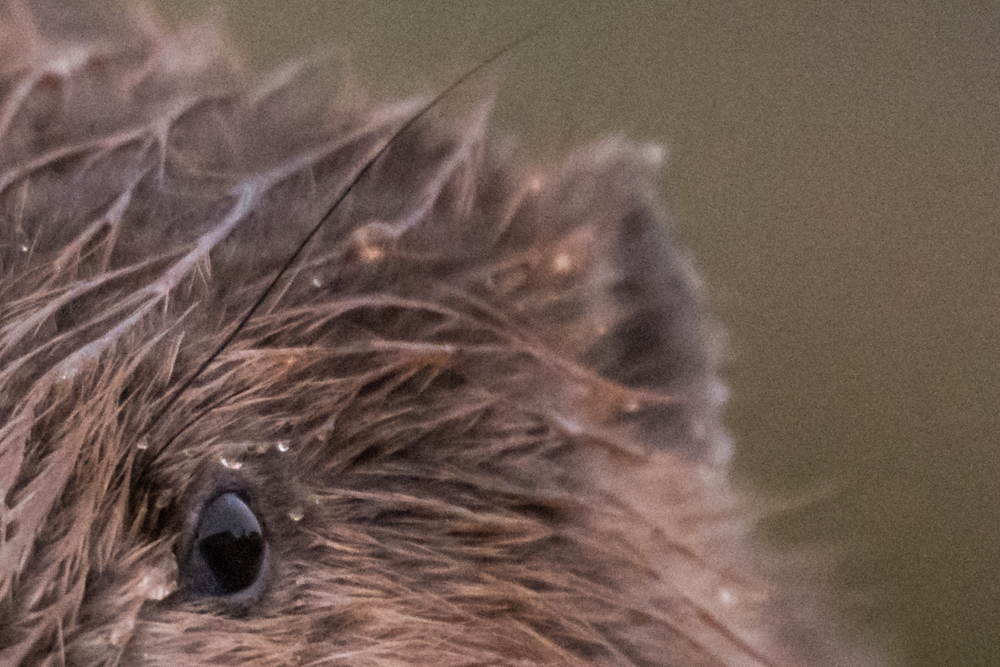 Knöpfe und Fokus- und Zoomring des Nikon Z 800mm f/6.3.