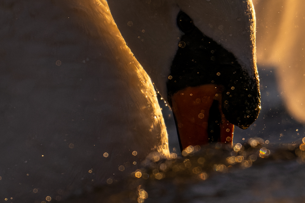 Knöpfe und Fokus- und Zoomring des Nikon Z 800mm f/6.3.