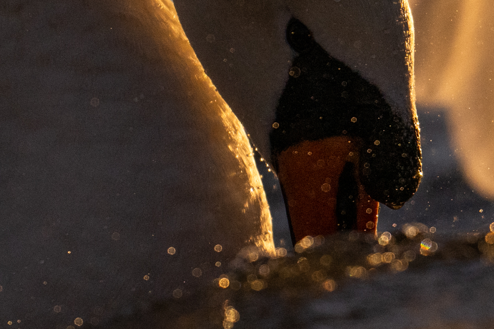 Knöpfe und Fokus- und Zoomring des Nikon Z 800mm f/6.3.