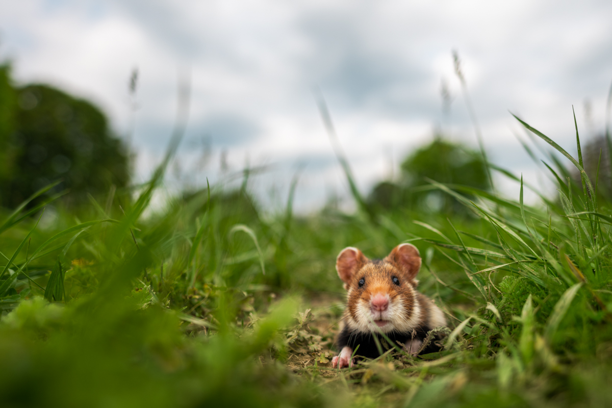 Gallery of fish, photographed by nature photographer Nicolas Stettler.
