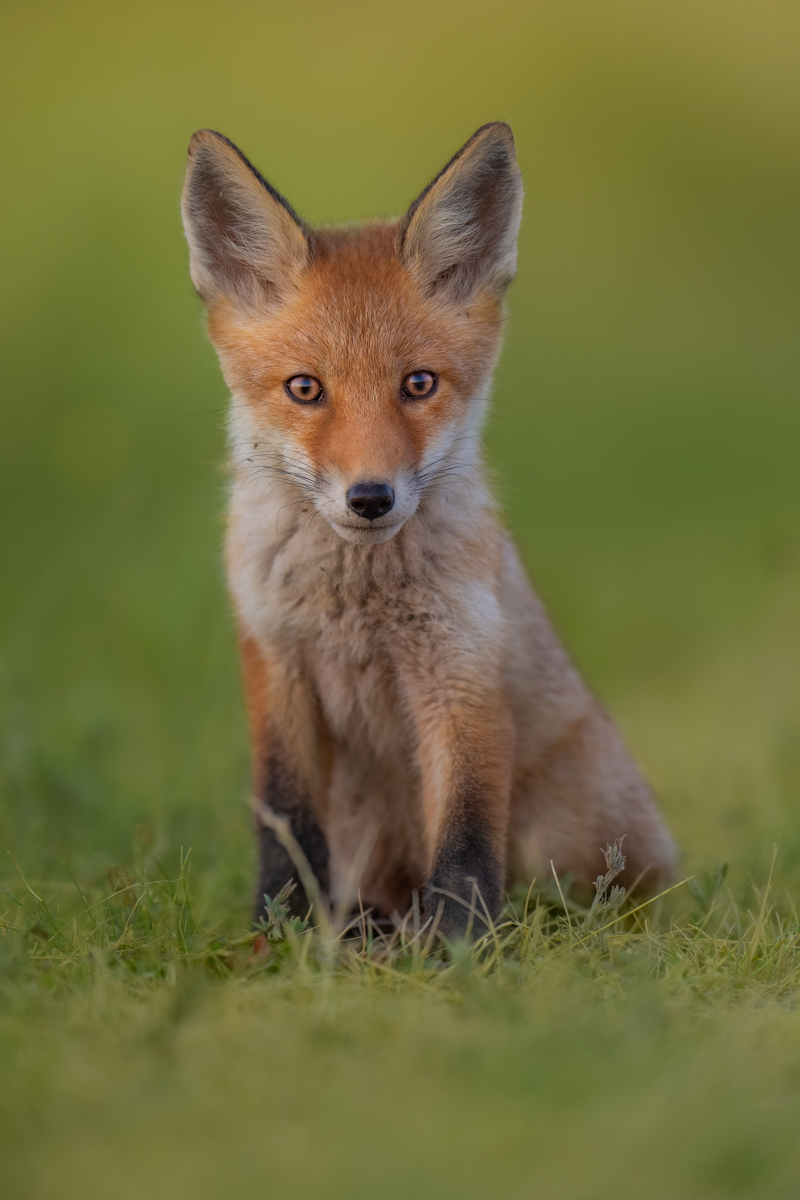 Gallery of fish, photographed by nature photographer Nicolas Stettler.