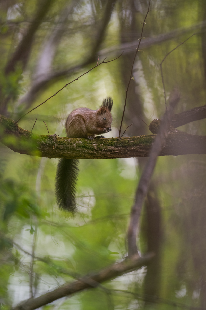 Gallery of fish, photographed by nature photographer Nicolas Stettler.
