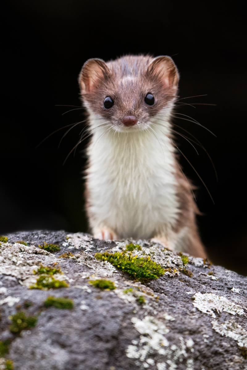 Gallery of fish, photographed by nature photographer Nicolas Stettler.