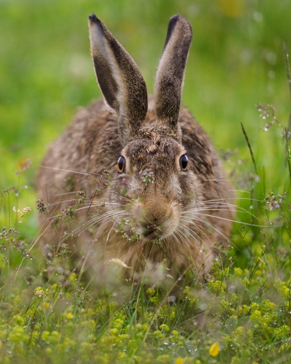 Gallery of fish, photographed by nature photographer Nicolas Stettler.