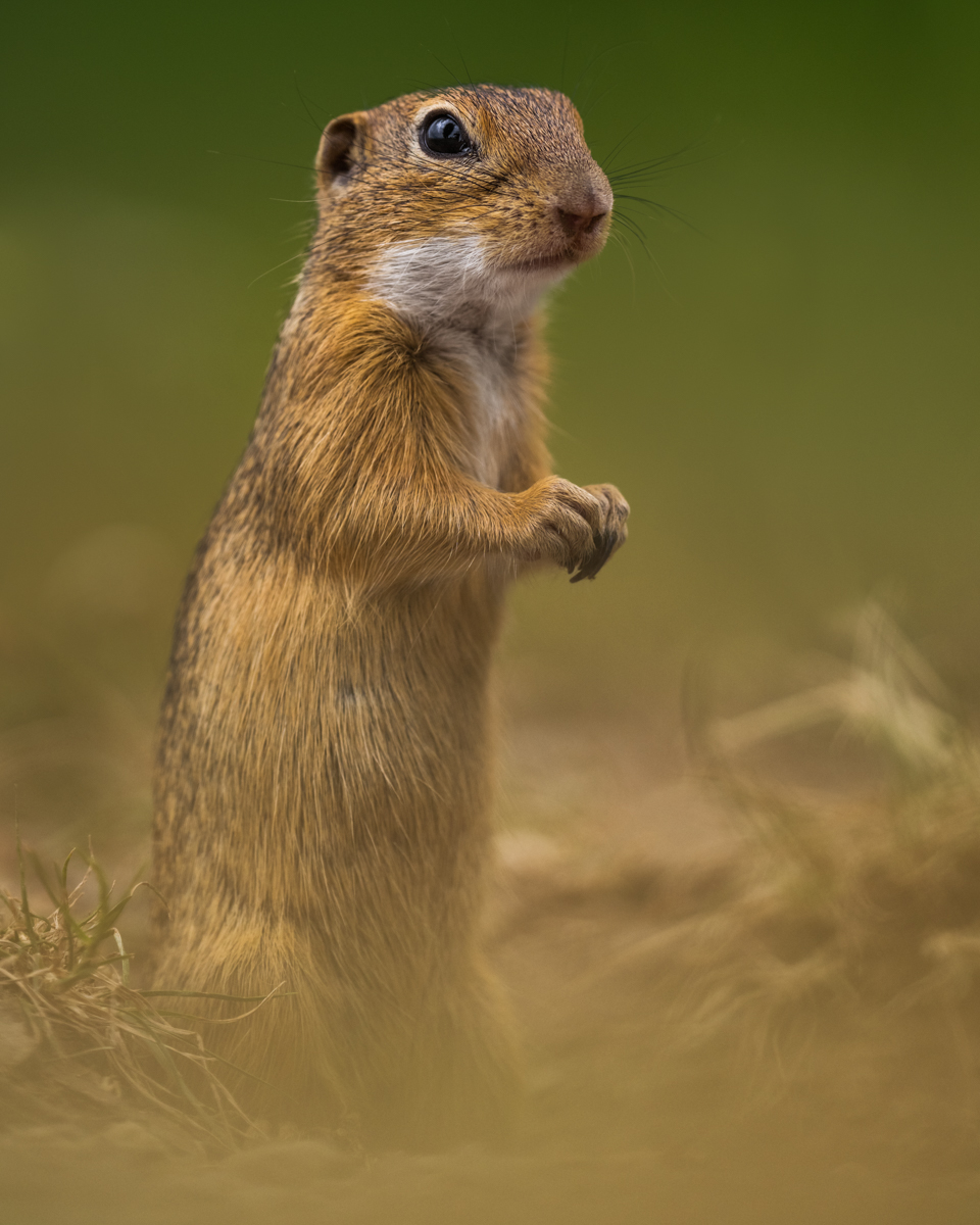 Gallery of fish, photographed by nature photographer Nicolas Stettler.