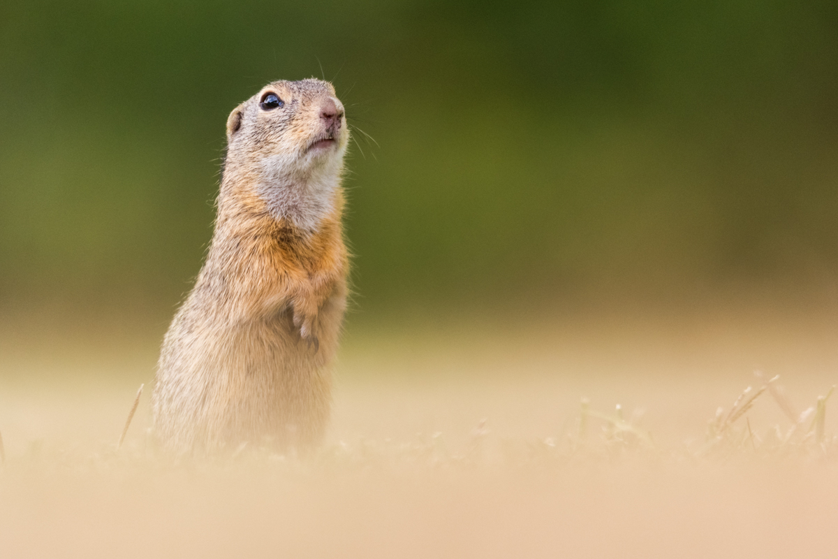 Gallery of fish, photographed by nature photographer Nicolas Stettler.