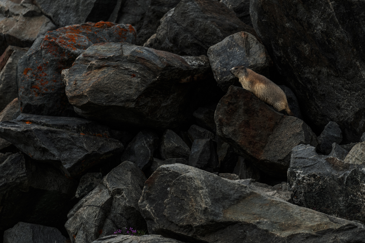 Gallery of fish, photographed by nature photographer Nicolas Stettler.