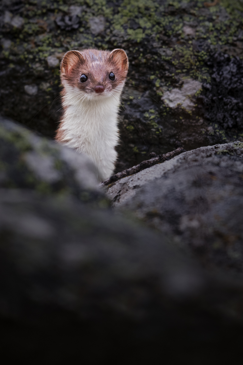 Gallery of fish, photographed by nature photographer Nicolas Stettler.