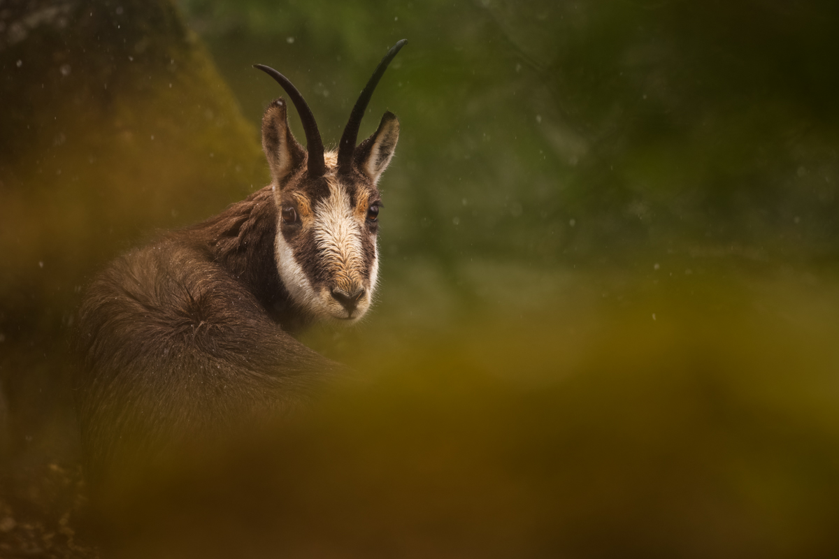 Gallery of fish, photographed by nature photographer Nicolas Stettler.