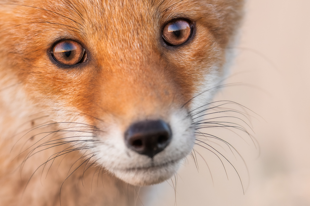 Gallery of fish, photographed by nature photographer Nicolas Stettler.