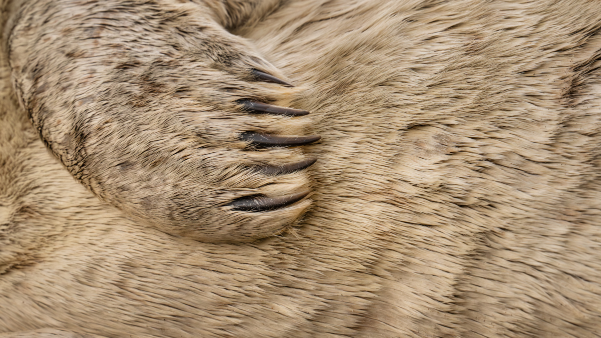 Gallery of fish, photographed by nature photographer Nicolas Stettler.